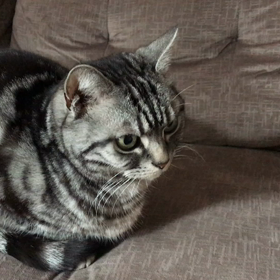 ソファでの3匹の画像