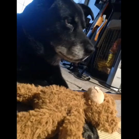 ひまなのよー！遊んでよー！の画像