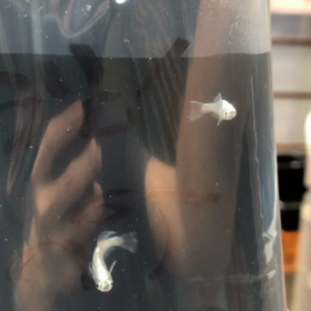 ブルージェイめだかお迎えしたよーの画像