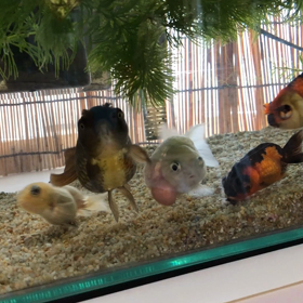 今日も元気なオセロの画像