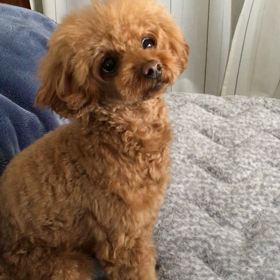 頑張りました♡のココ動画の画像