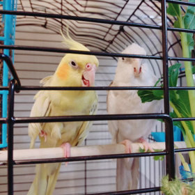 オカメズのもごもごの画像