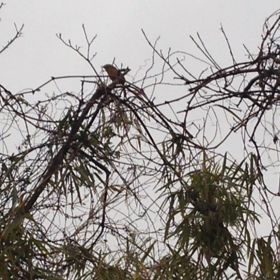 香りの次はの画像