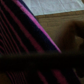 わが家のわんこの画像