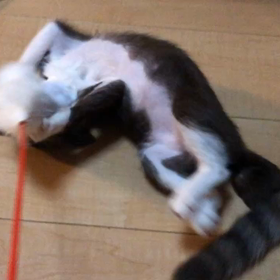 明ちゃん熱出てませんの画像