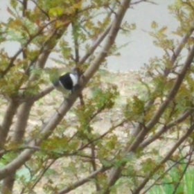 983  東京は雪なのにの画像