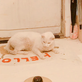 電動ねこじゃらしの画像