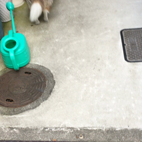 早朝散歩ドライブ・ハスを見にゆく。の巻の画像