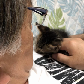 子猫ごまちゃん検診の画像