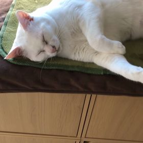 甘噛みの瞬間の画像