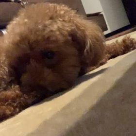 動画なんですけど？の画像