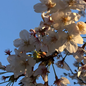 君が笑うとの画像