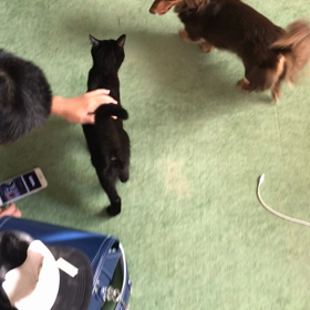 探検にお付き合いの画像