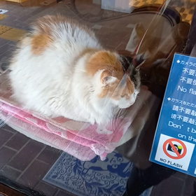 次回和歌山ミニ旅(*´▽｀*)の画像