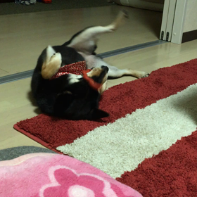 雪動画。の画像