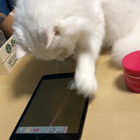 猫じゃらアプリの画像