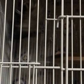 モモンガがやってきた！の画像