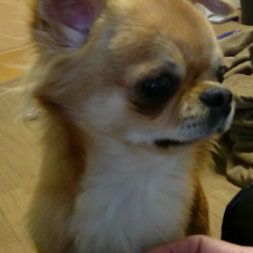 ななこ生後10ヶ月の画像