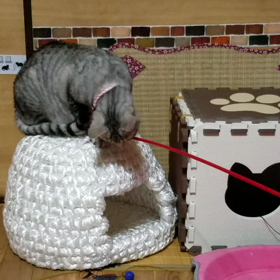 Ｒ＆Ｏ番外編(5)ちぐらー♪(動画のみ)の画像