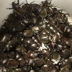 今日だなの画像