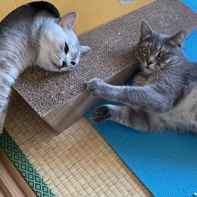 夏バテな２人の画像