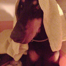 わん子守唄の画像