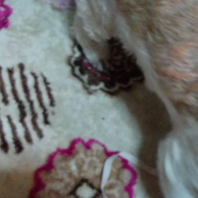 そら、遊ぶ姿の画像