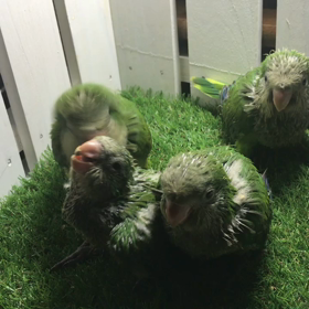 オキナインコグリーン  雛たちの鳴き声の画像