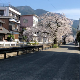 やっぱりはなよりの画像