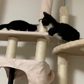 あずきちゃん、きなこちゃんの画像