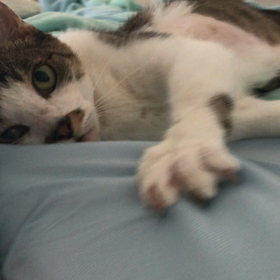 朝から甘えん坊の画像