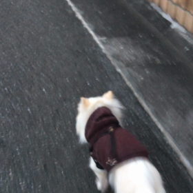 走るチワシュウの画像