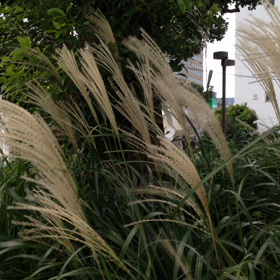 つるべ落としに日は暮れて・・・の画像