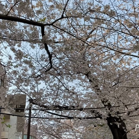 曇り空の朝ですの画像