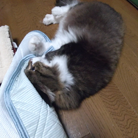 にゃんにゃん君 この匂い好き⁉️の画像