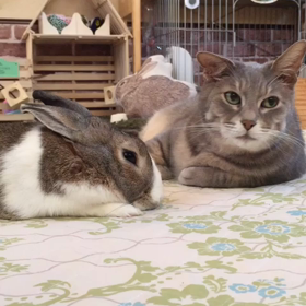 あむっ♡罪深き可愛さ…の画像