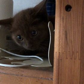 ✨家族が増えたニャン✨の画像