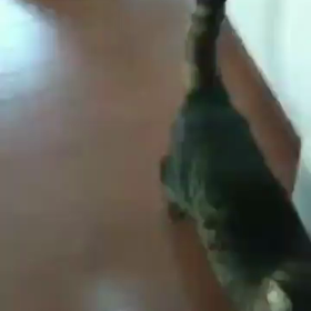 猫のLoop️細く長く続くよ～の画像