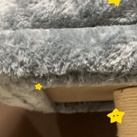 にゃんこの動画の画像