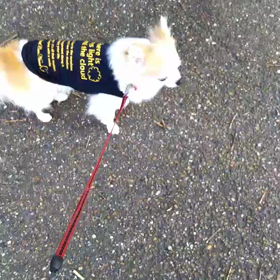 あかねちゃん家への画像