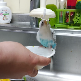 セキセイインコ、ゴマちゃんの水浴びの画像