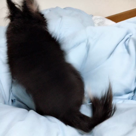 ネムネムモードの画像