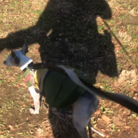 ♪お散歩動画♪代々木公園♪の画像