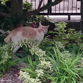 ぽんた狩りをする(笑)の画像