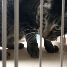 またたびに弱いの画像