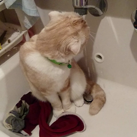 桃太郎＆あんじぇるの画像