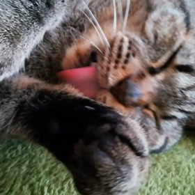 リク　《動画　ひたすらに…》の画像