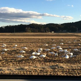 先日の光景の画像