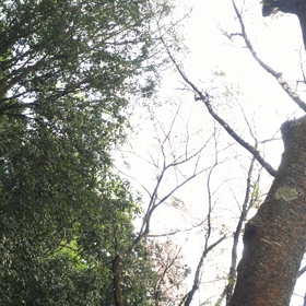 雪のようにの画像