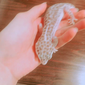 ちゃんぽんのケージ掃除の画像